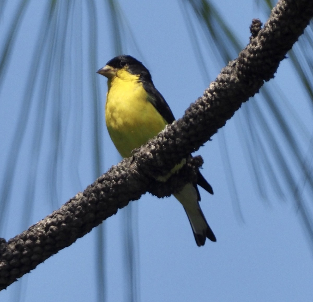Lesser Goldfinch - Yve Morrell