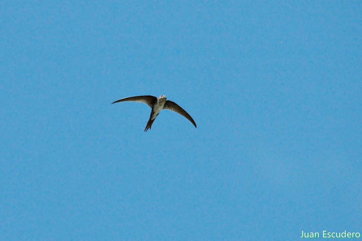 Fork-tailed Palm Swift - ML176288561