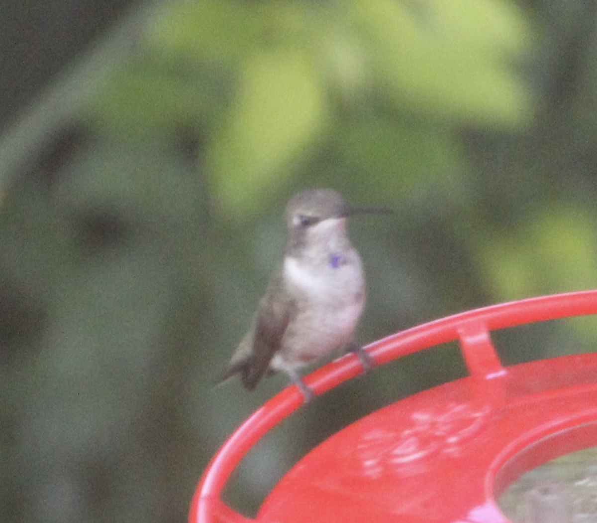 Black-chinned Hummingbird - Ricardo Lopez Z.