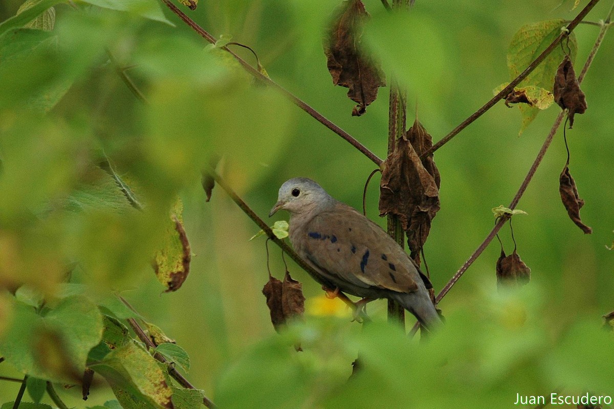 Plain-breasted Ground Dove - ML176294921