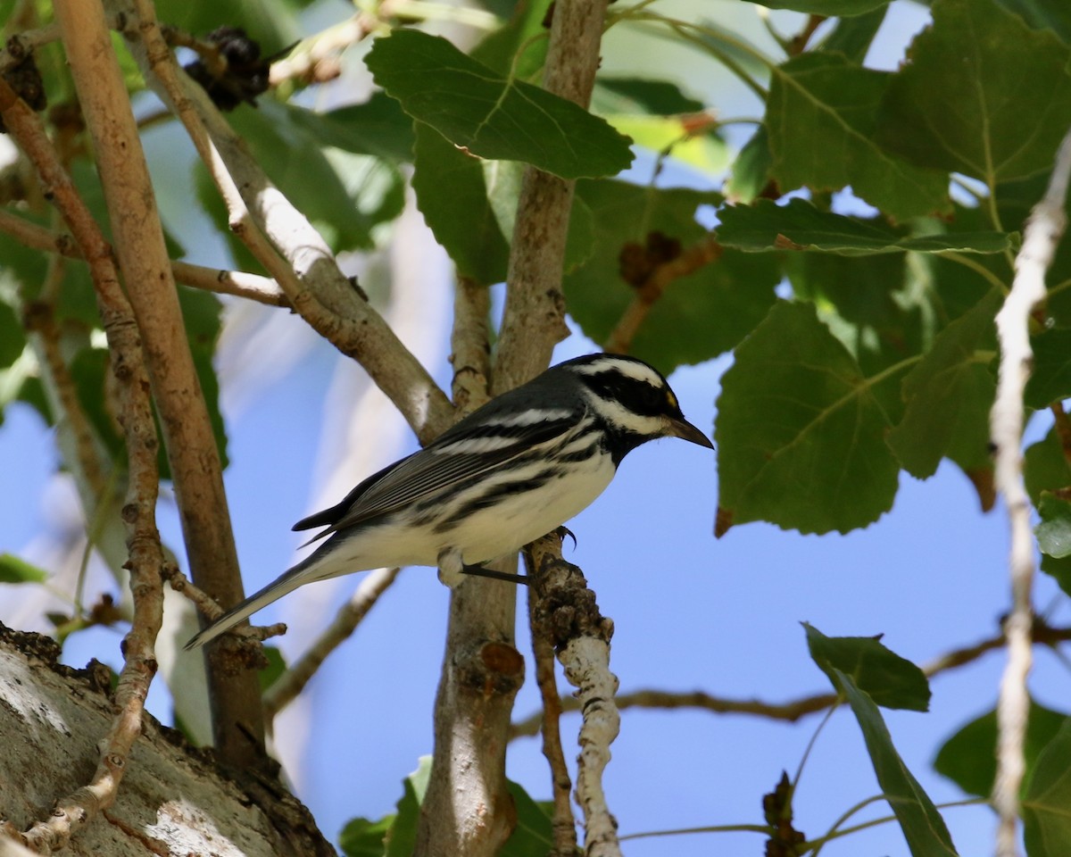 Black-throated Gray Warbler - Mickey Dyke