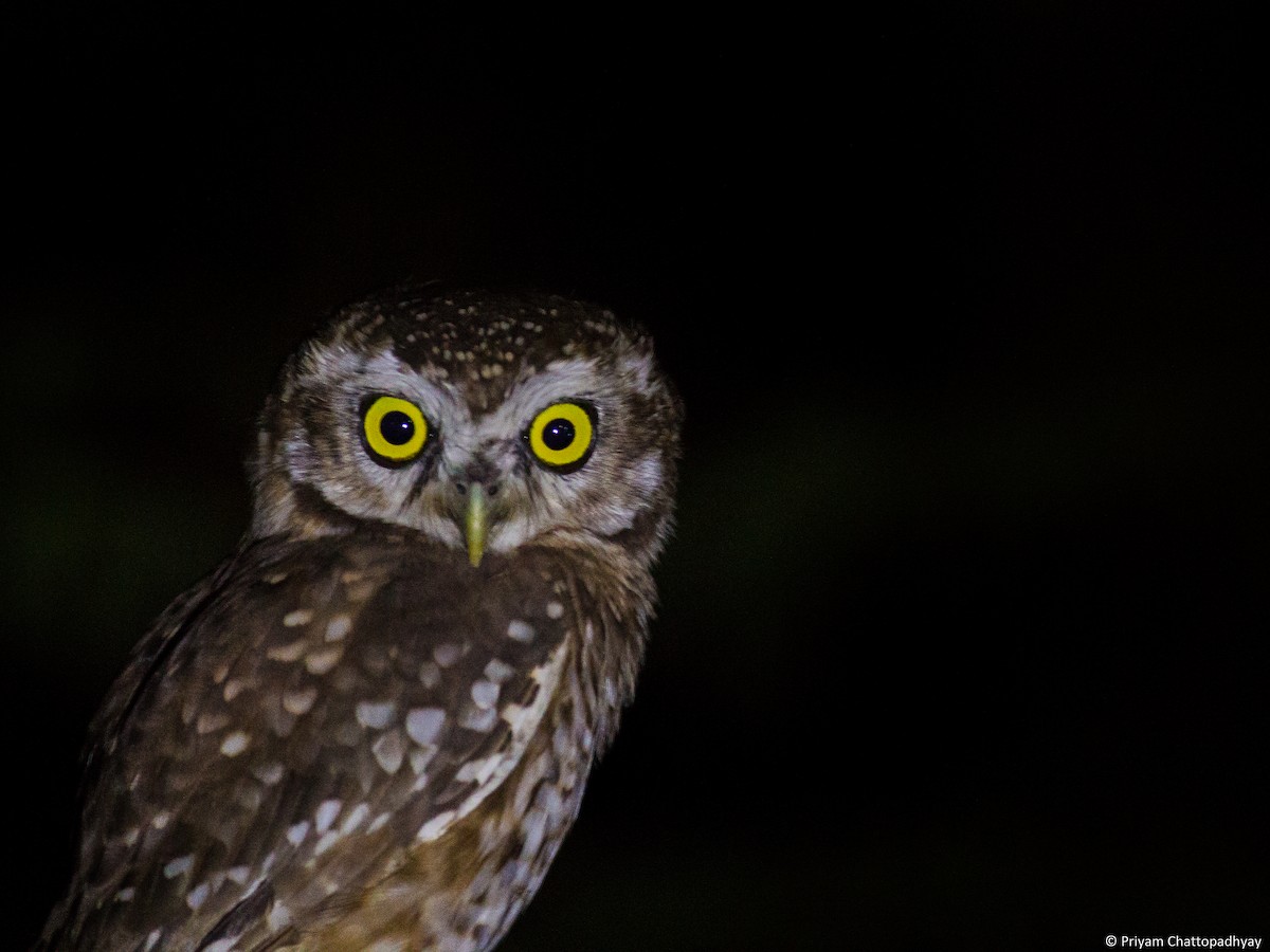 Spotted Owlet - Priyam Chattopadhyay