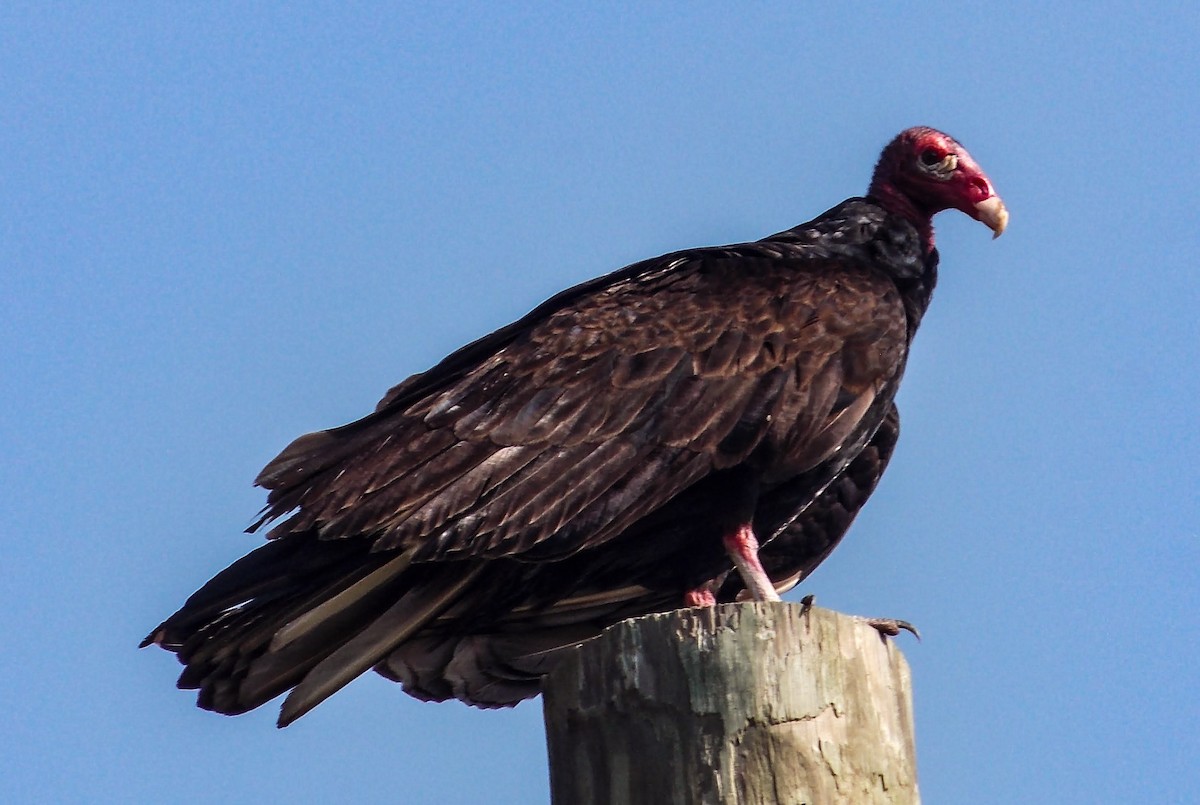 Turkey Vulture - ML176301011