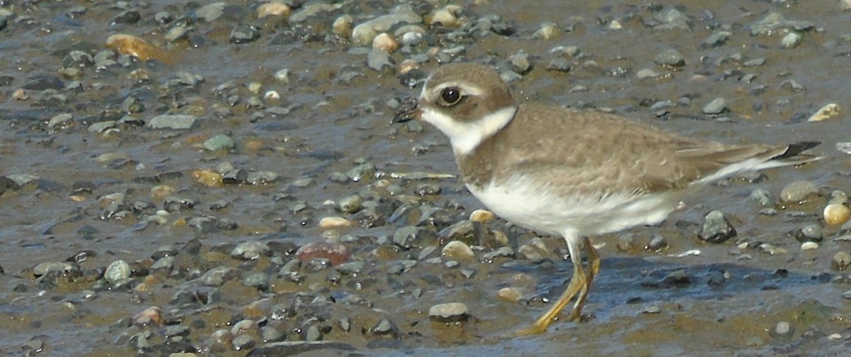 Semipalmated Plover - ML176301171