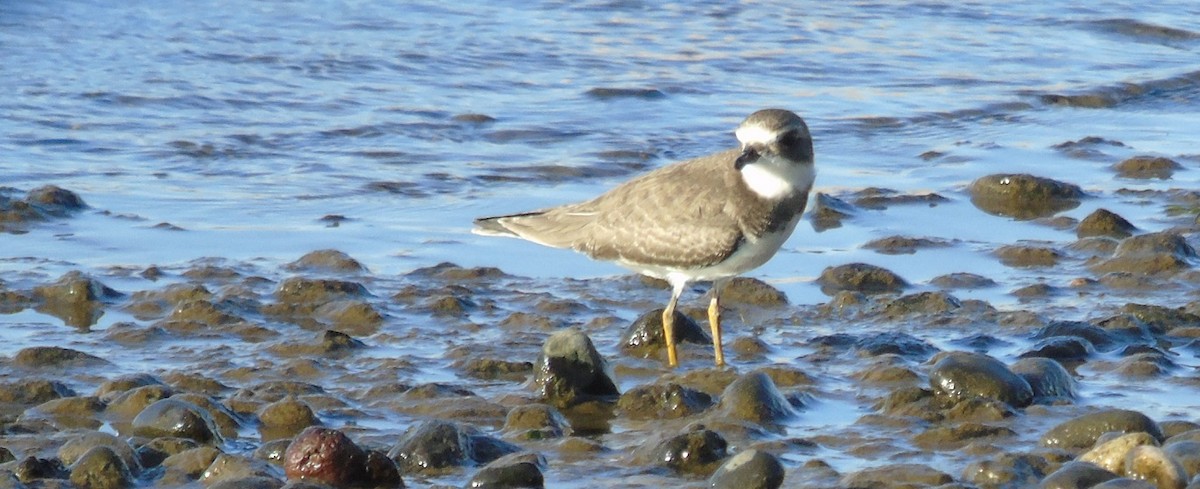 Semipalmated Plover - ML176301551
