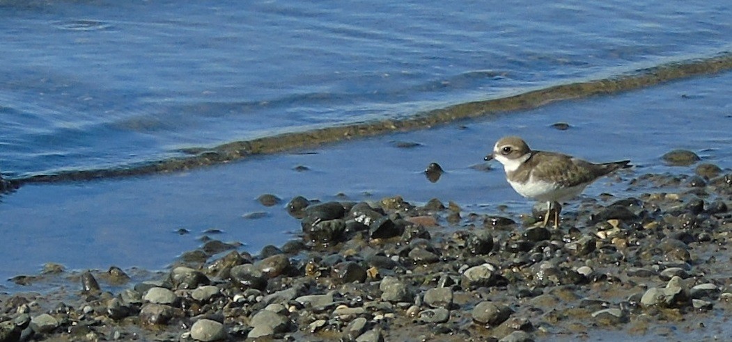 Semipalmated Plover - ML176301741