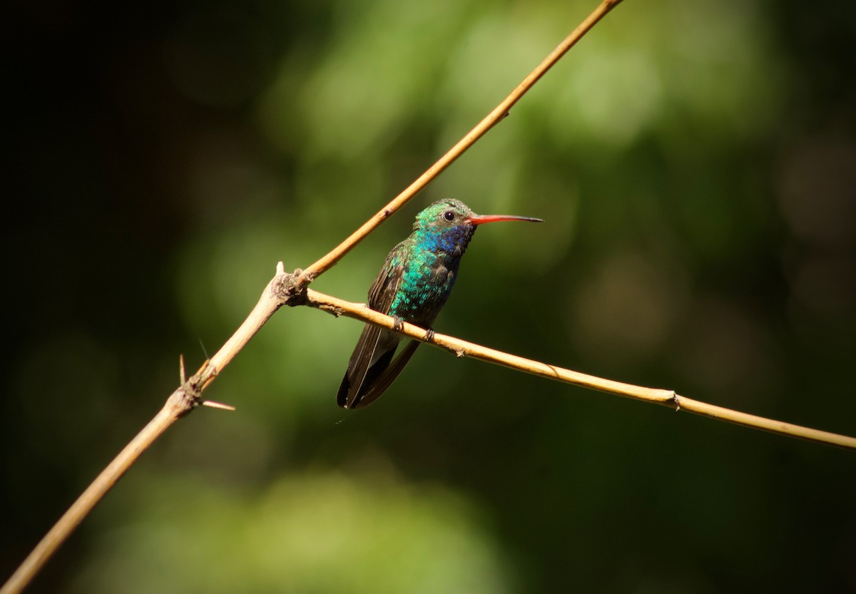 Broad-billed Hummingbird - Kim Score