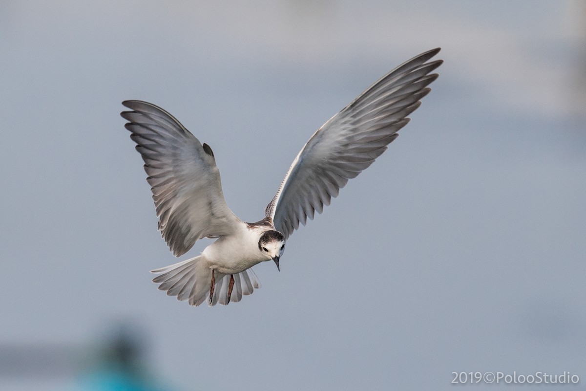 White-winged Tern - Wei Yan