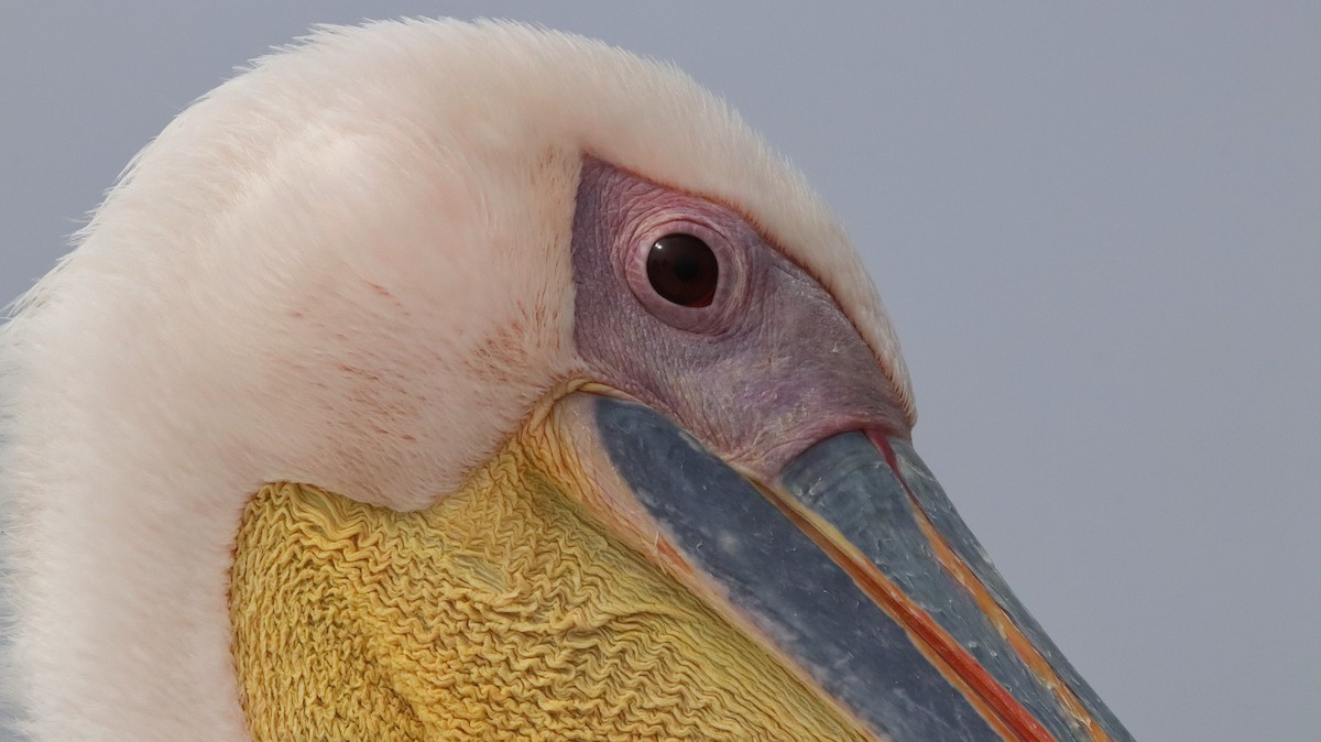 Great White Pelican - Lorix Bertling
