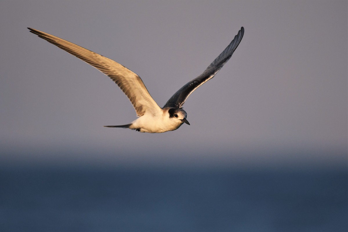 White-cheeked Tern - ML176311241