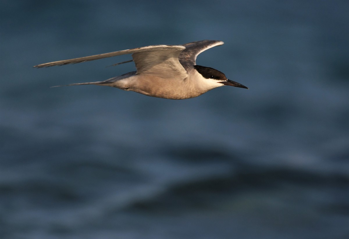 White-cheeked Tern - ML176311251