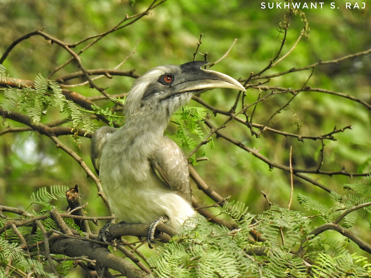 Indian Gray Hornbill - Sukhwant S Raj