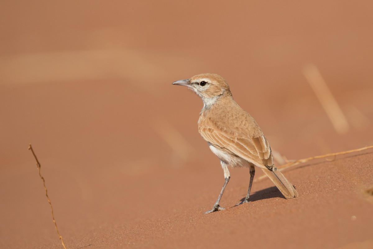 Dune Lark (Dune) - Raphael Lebrun