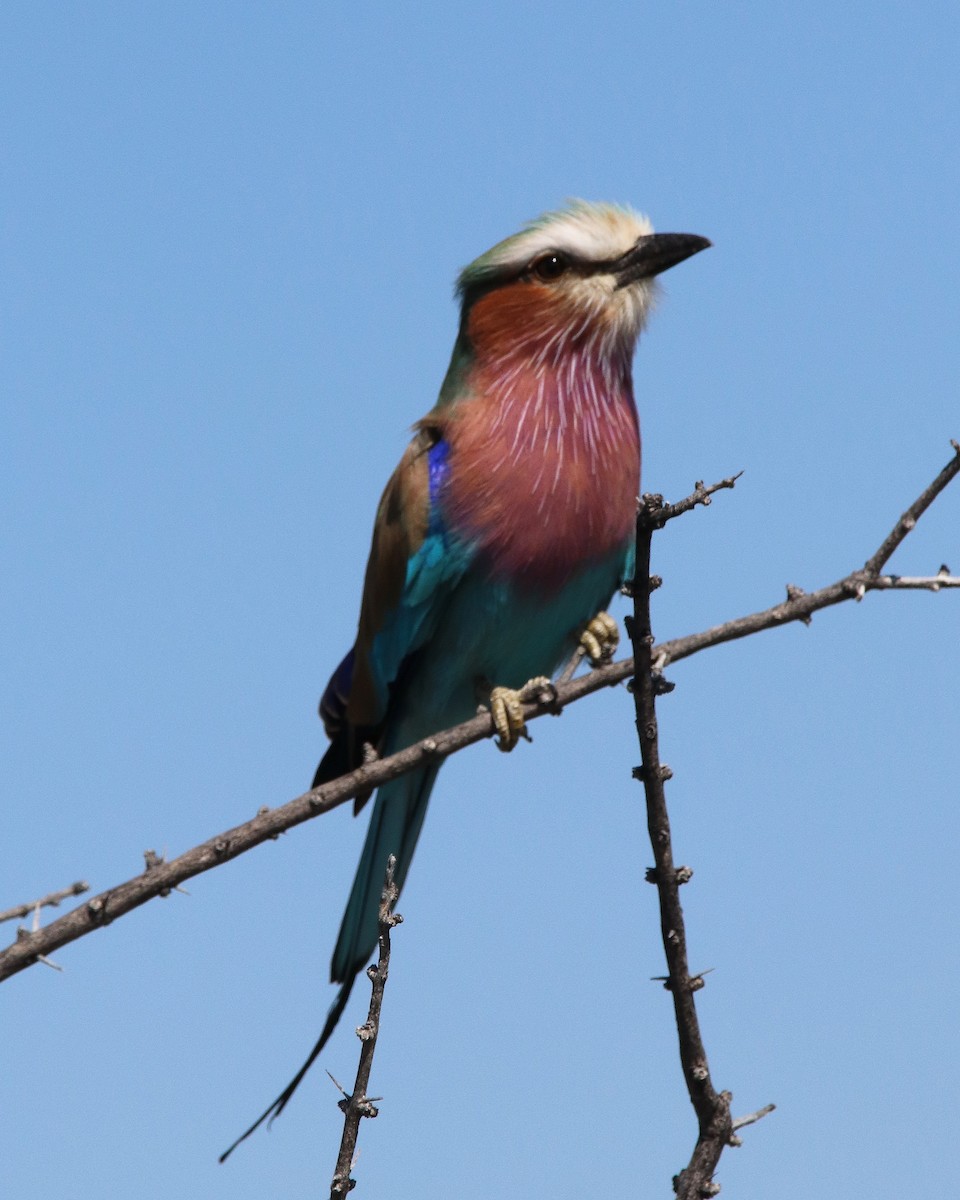 Lilac-breasted Roller - ML176314781