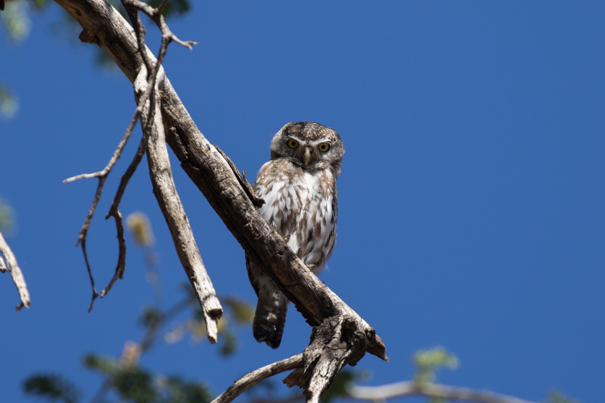 Pearl-spotted Owlet - ML176315041