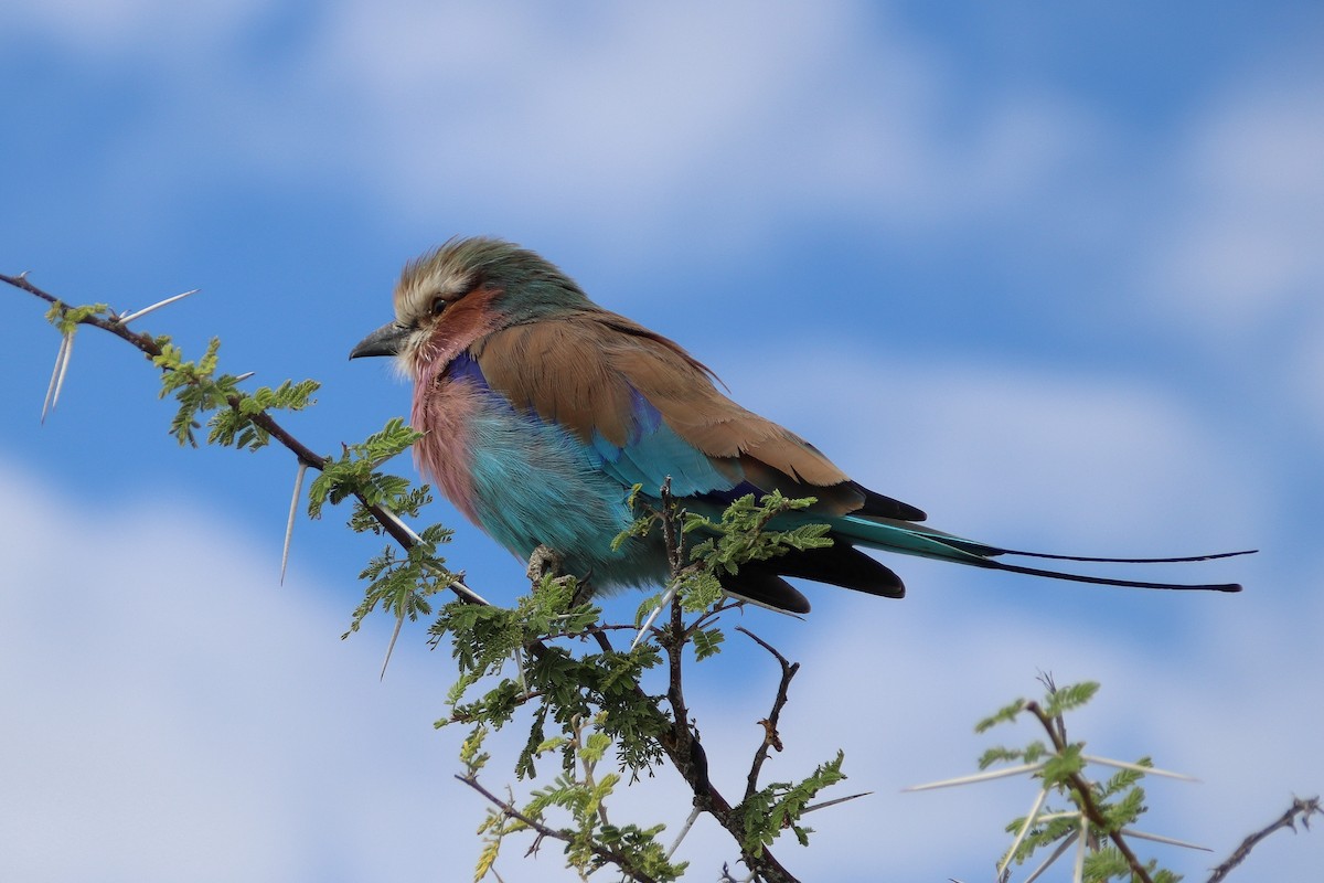 Lilac-breasted Roller - ML176315631