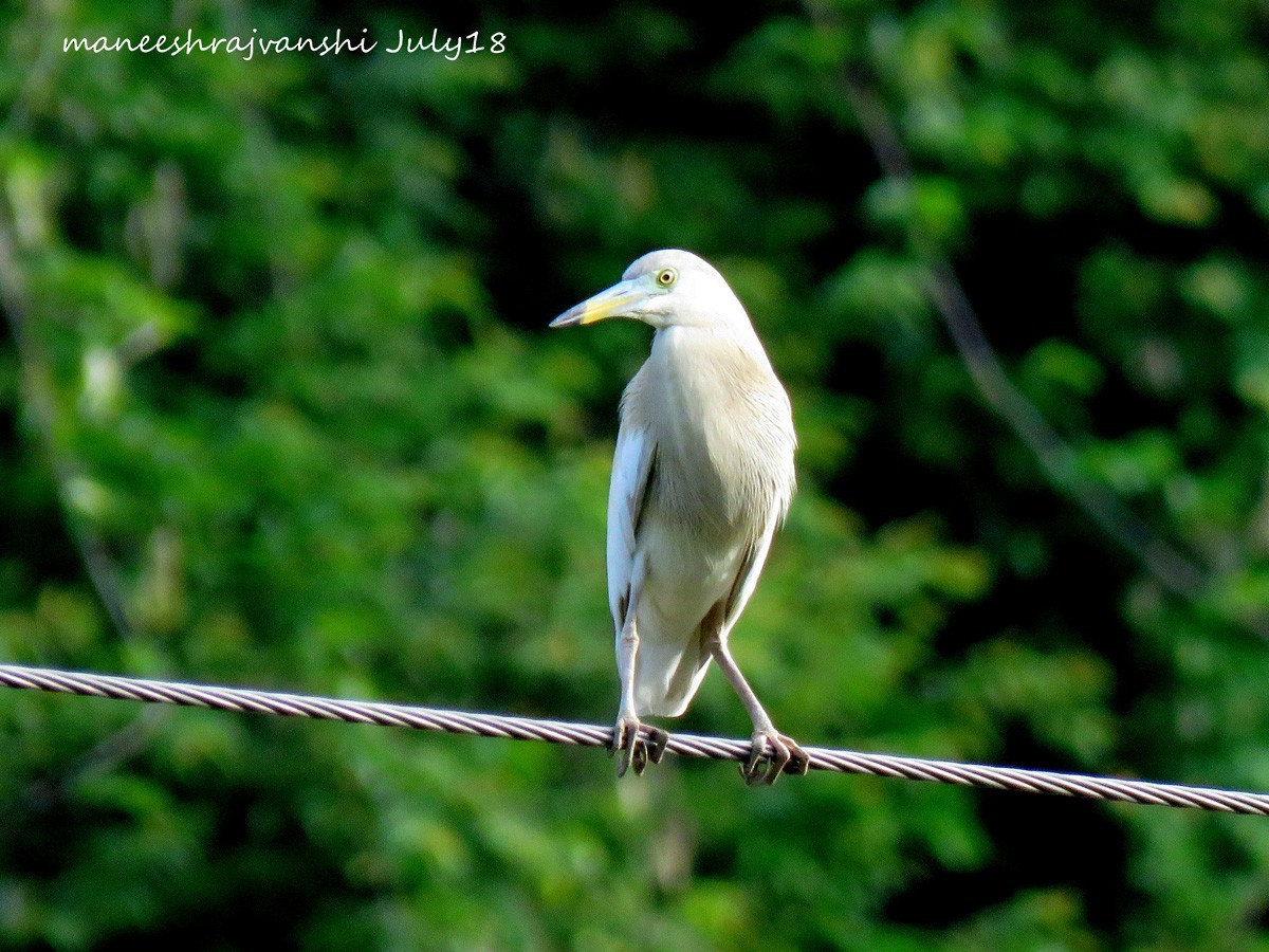 Indian Pond-Heron - Maneesh Rajvanshi