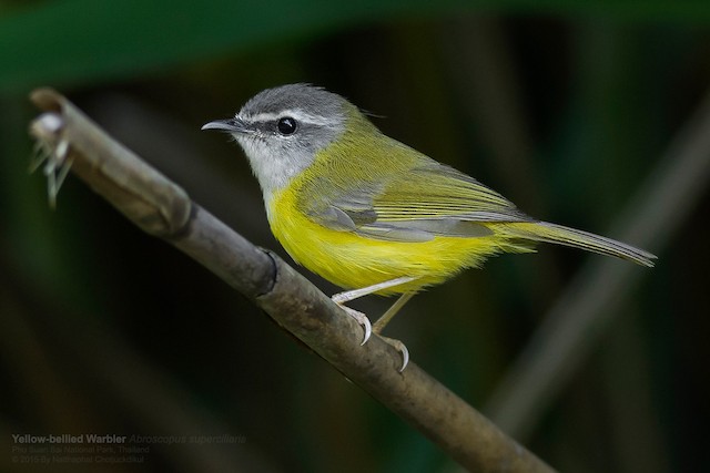 yellow bellied warbler