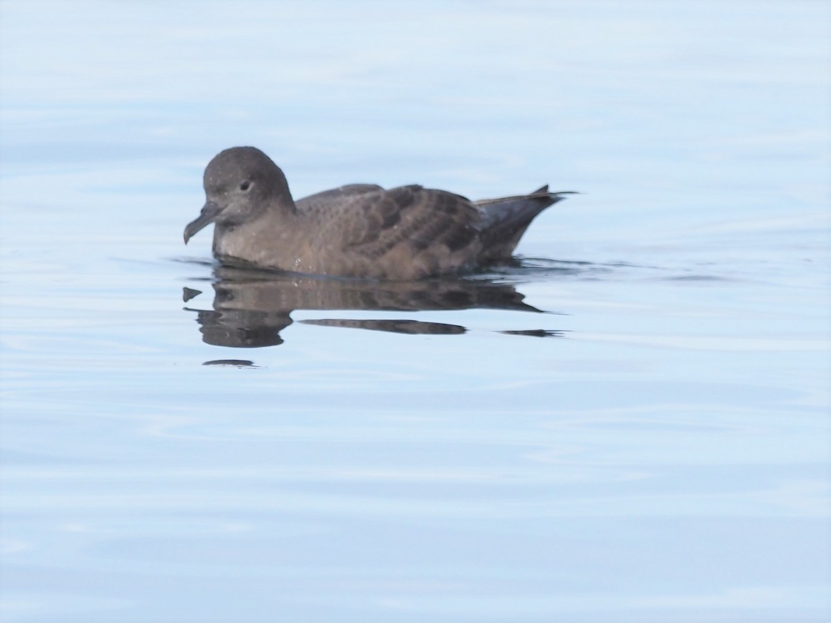 Sooty/Short-tailed Shearwater - Russell Hoffman
