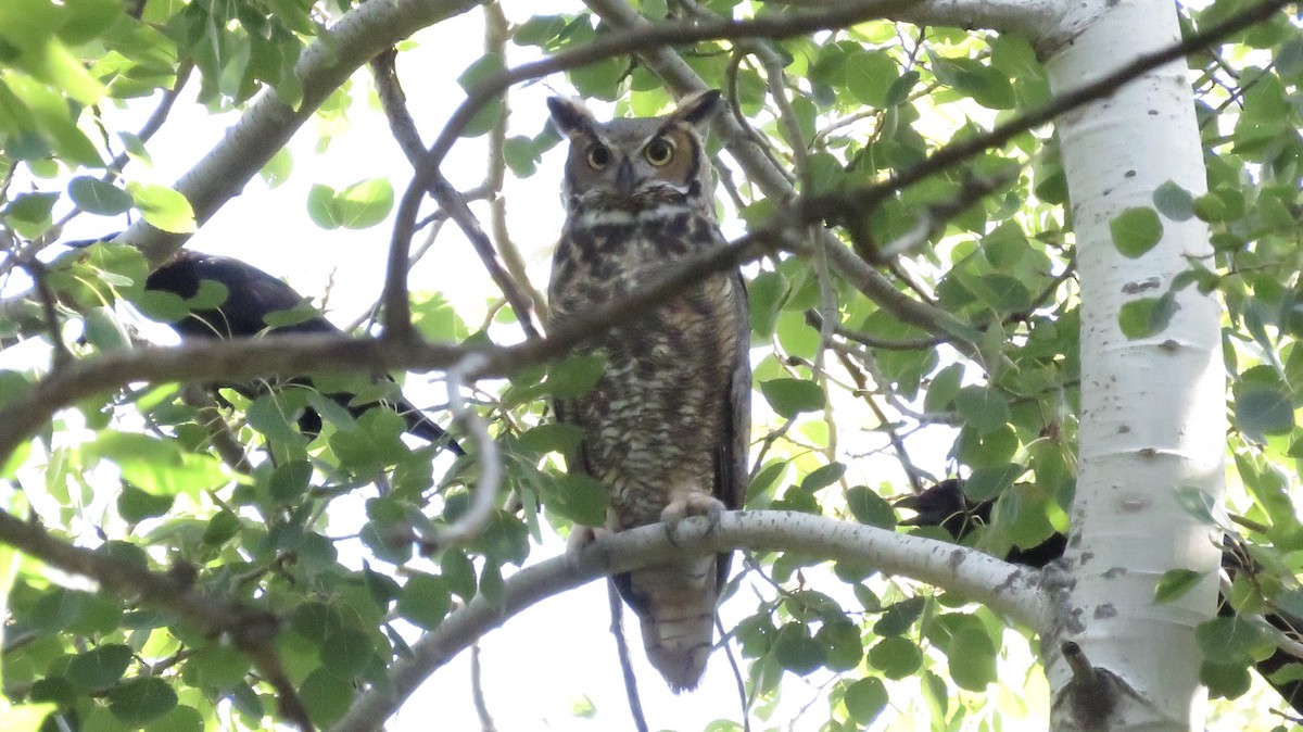 Great Horned Owl - ML176326171
