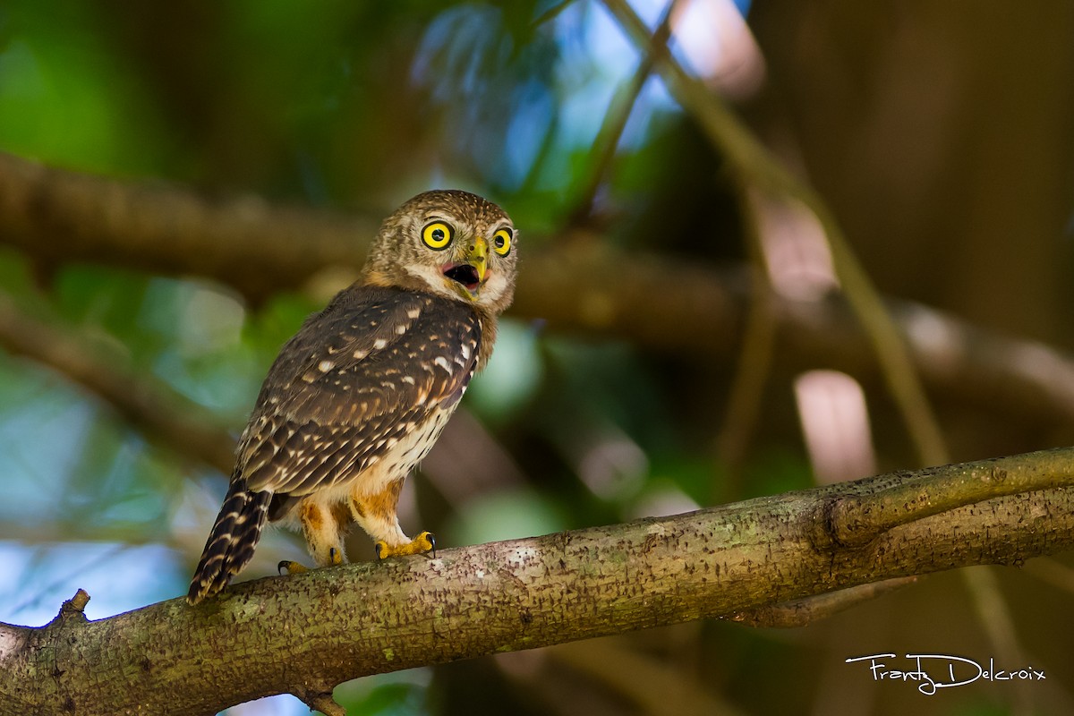 Cuban Pygmy-Owl - ML176326911