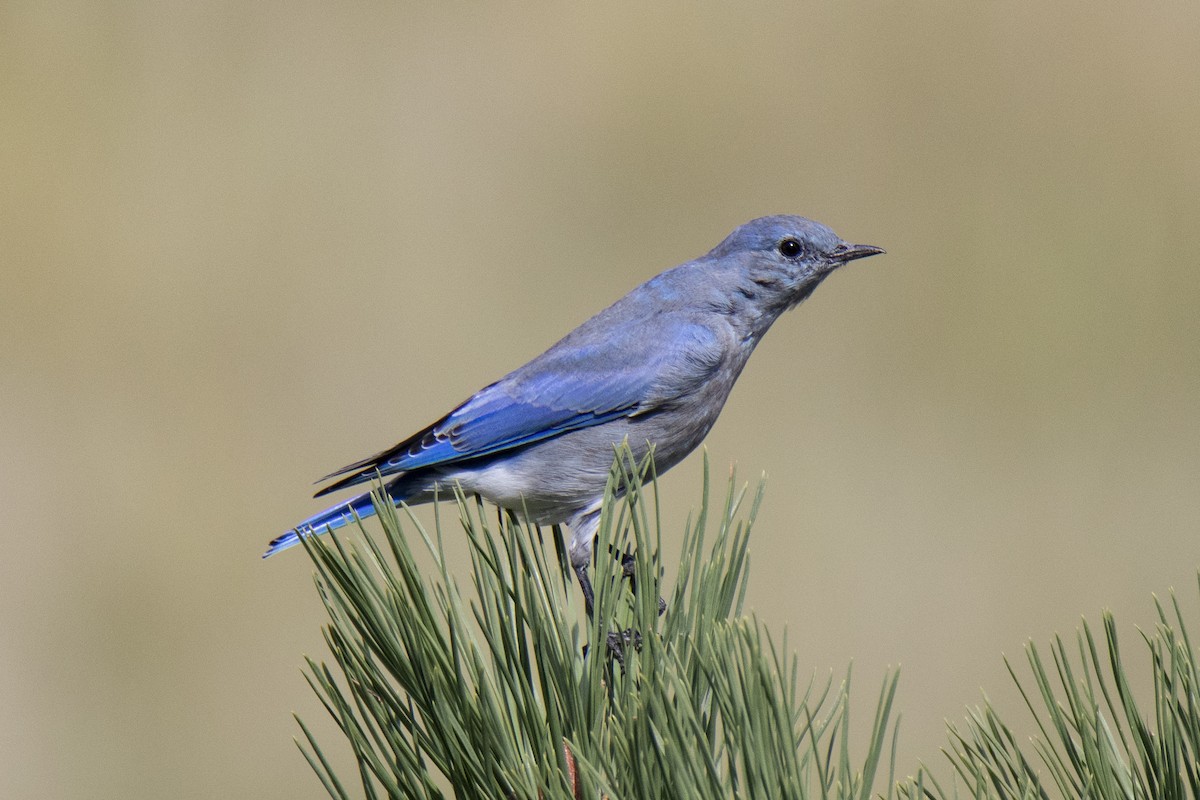 Mountain Bluebird - Janet Stevens