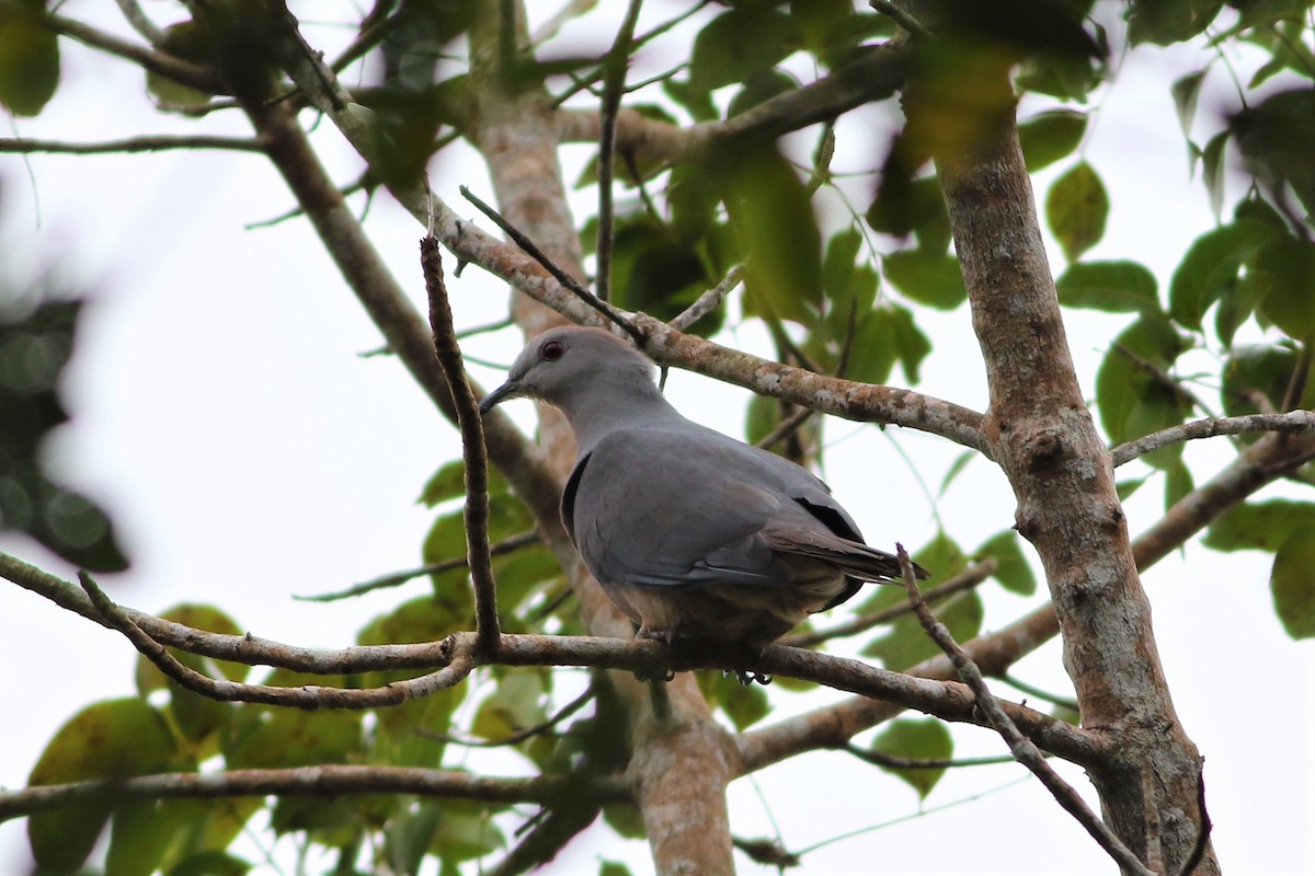 Peale's Imperial-Pigeon - Ko Cheng