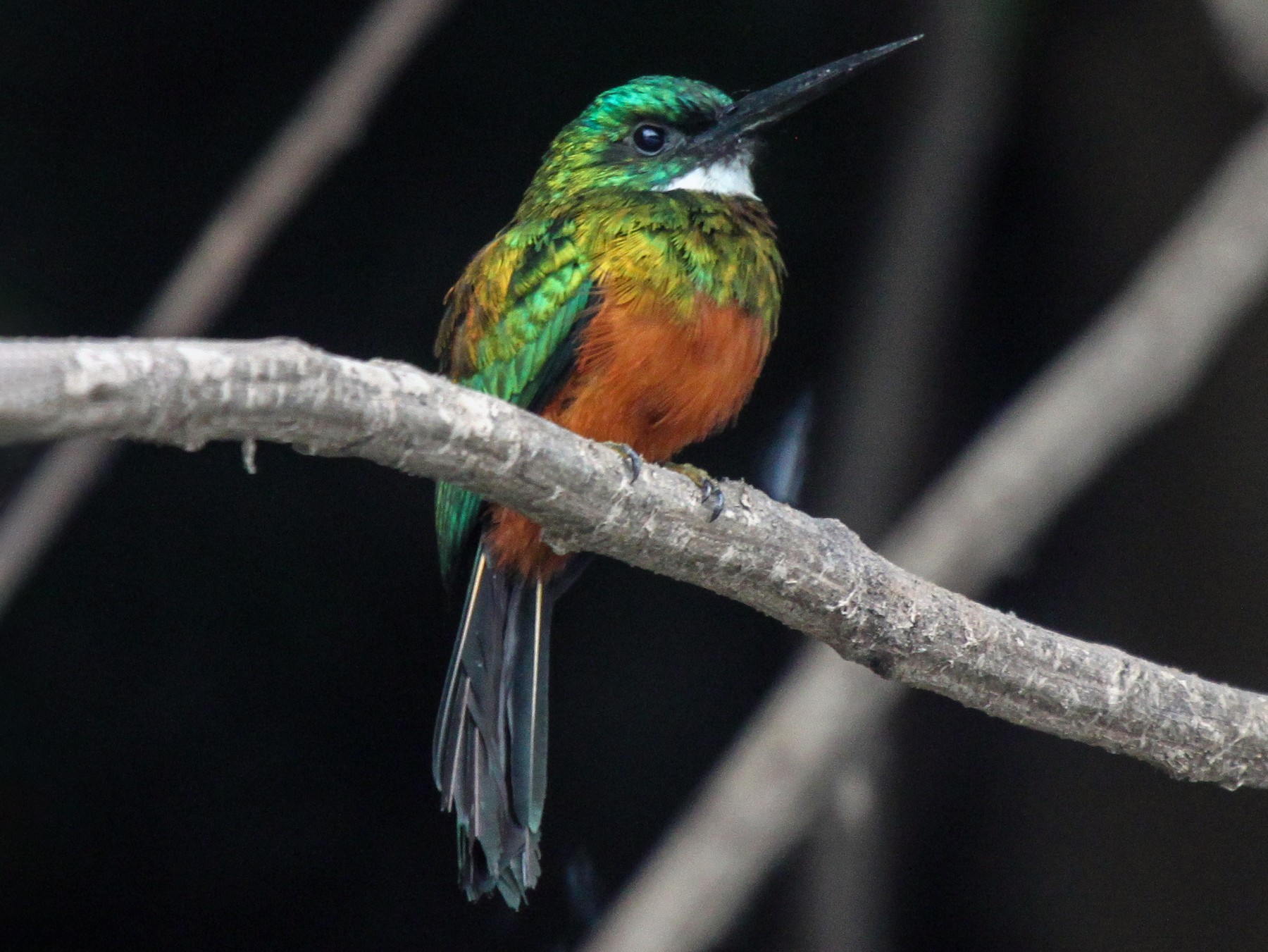 Green-tailed Jacamar - eBird