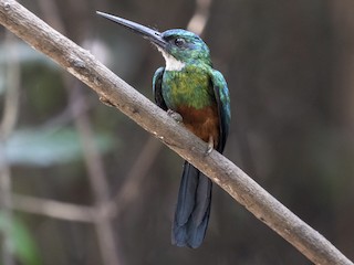 Green-tailed Jacamar - eBird