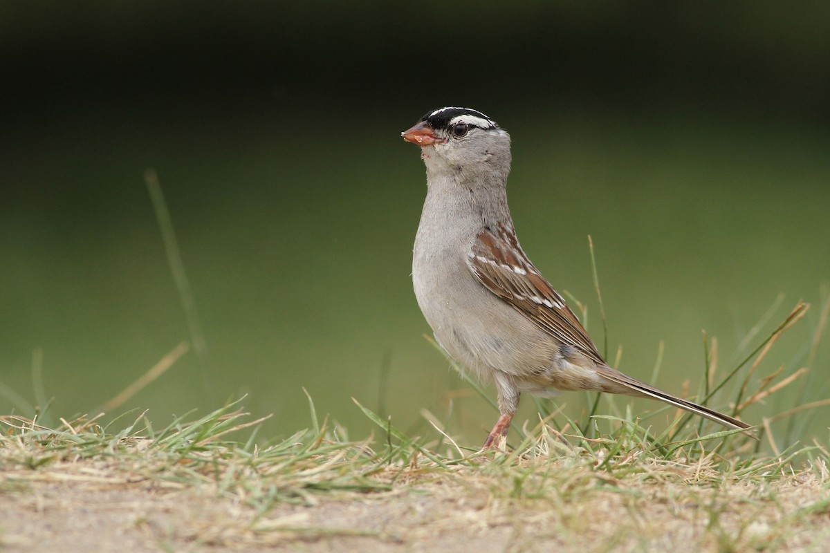 White-crowned Sparrow (oriantha) - ML176333411