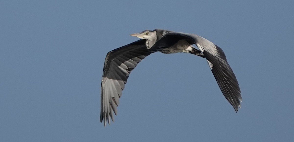 Gray Heron - eero salo-oja