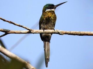  - Bronzy Jacamar