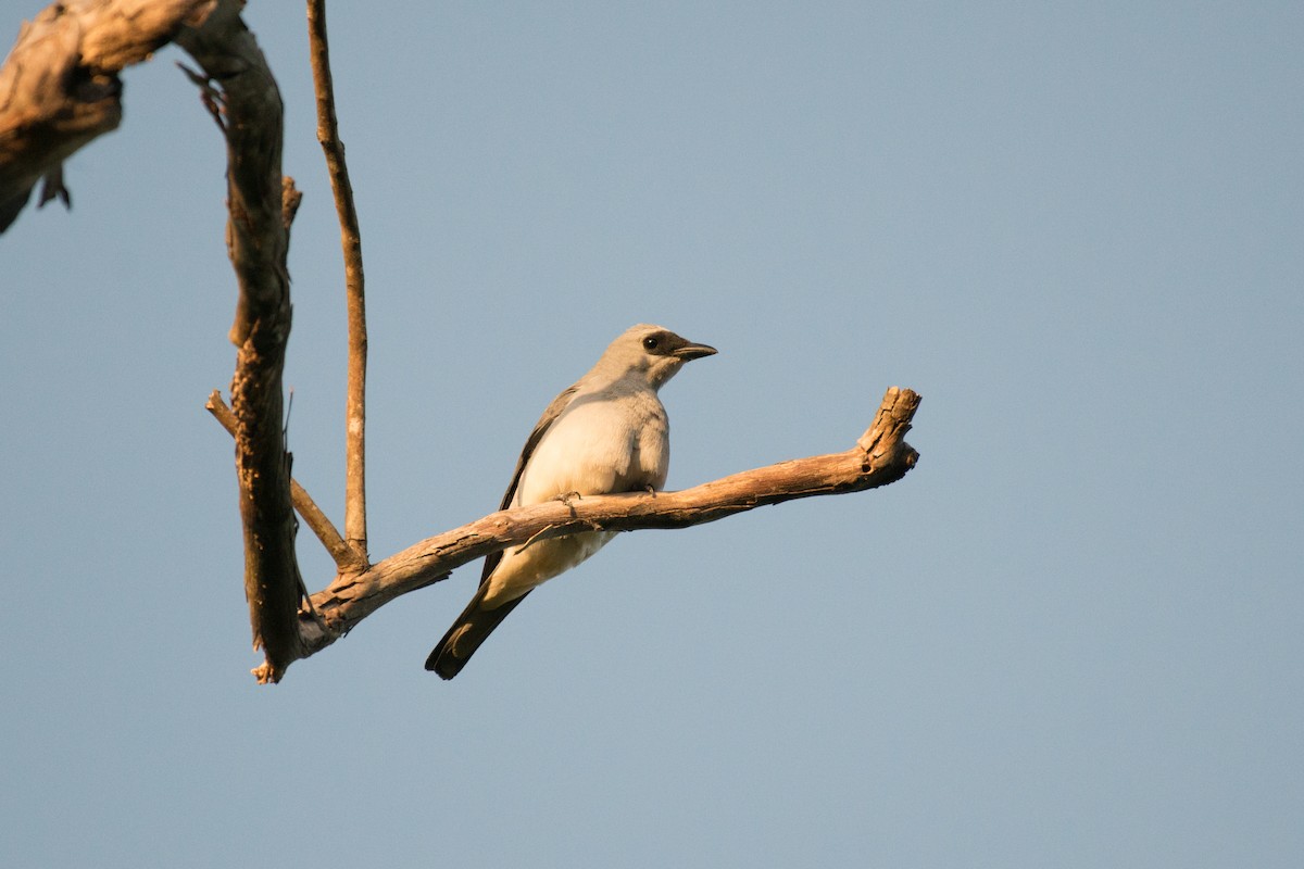 White-bellied Cuckooshrike - John C. Mittermeier