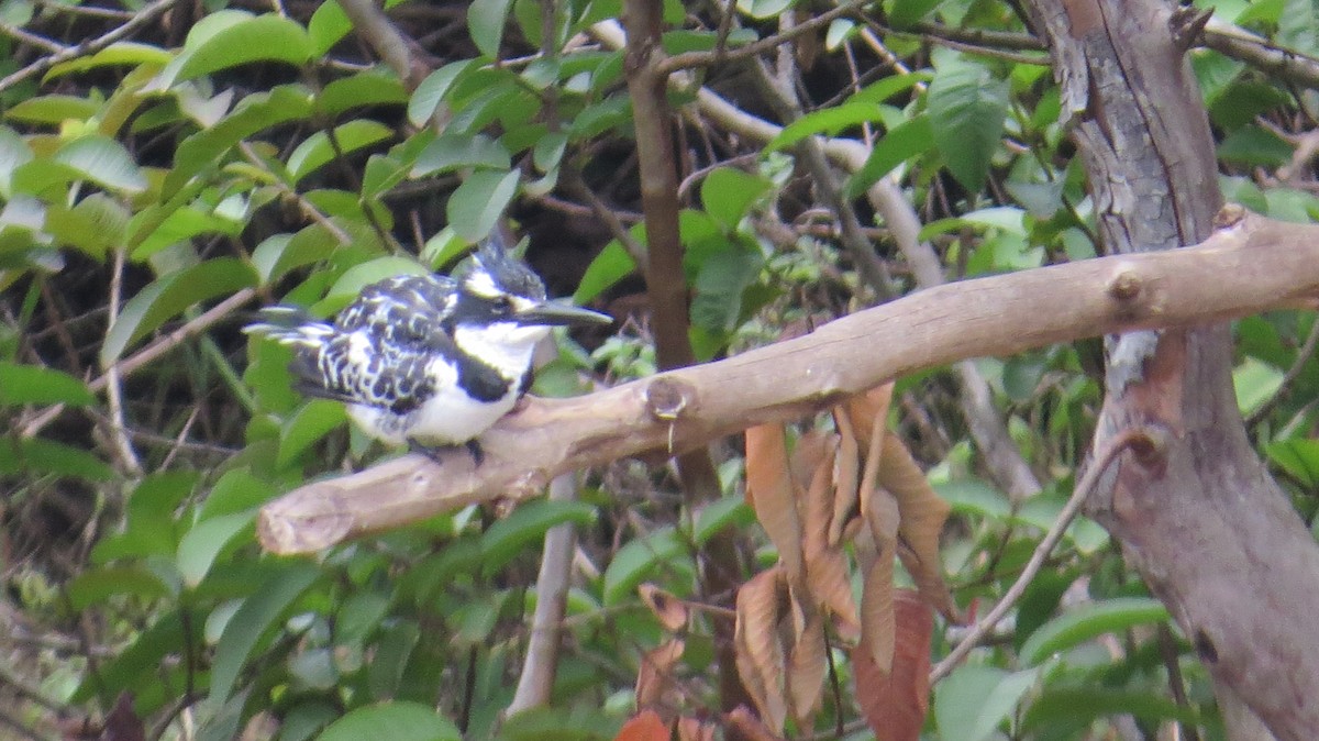 Pied Kingfisher - Mwangi Gitau.