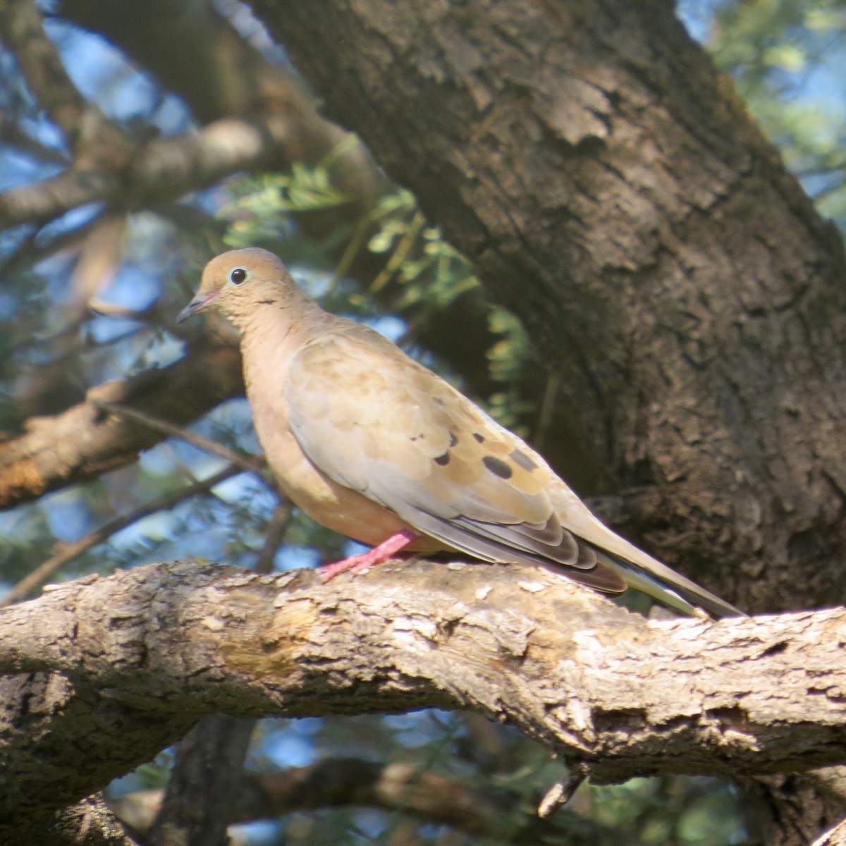 Mourning Dove - Bill Lisowsky