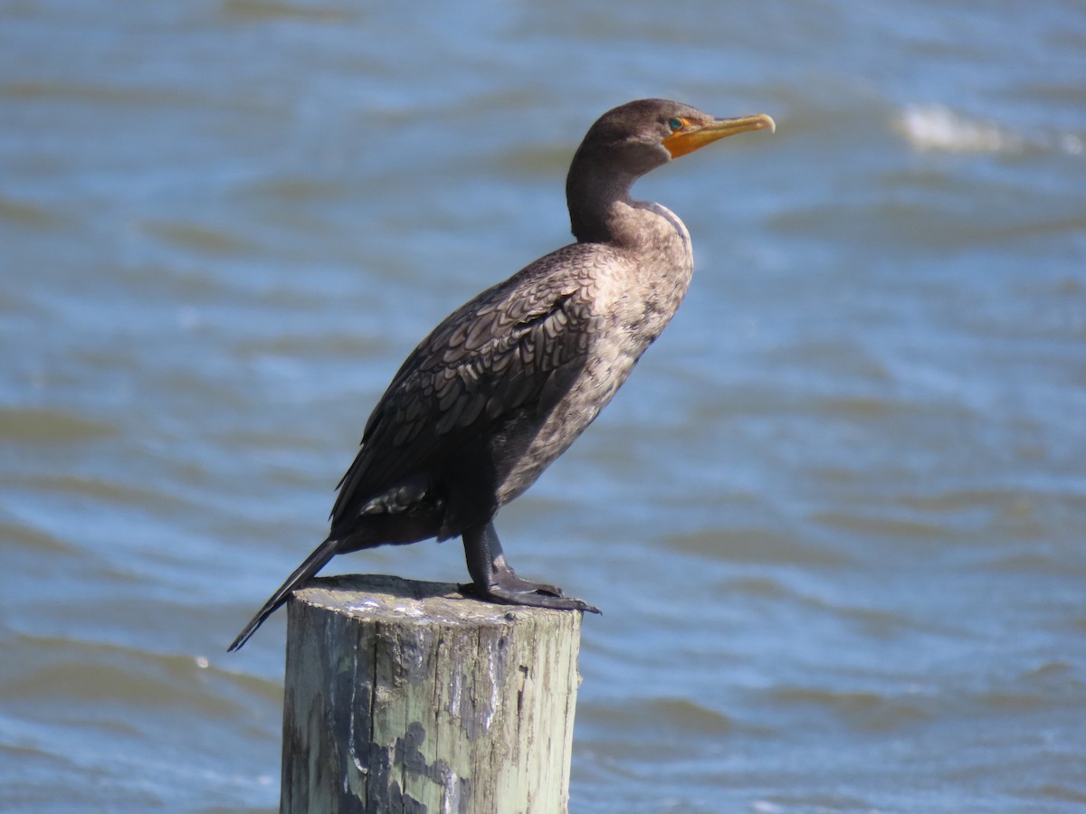 Double-crested Cormorant - Terryl  Tindall