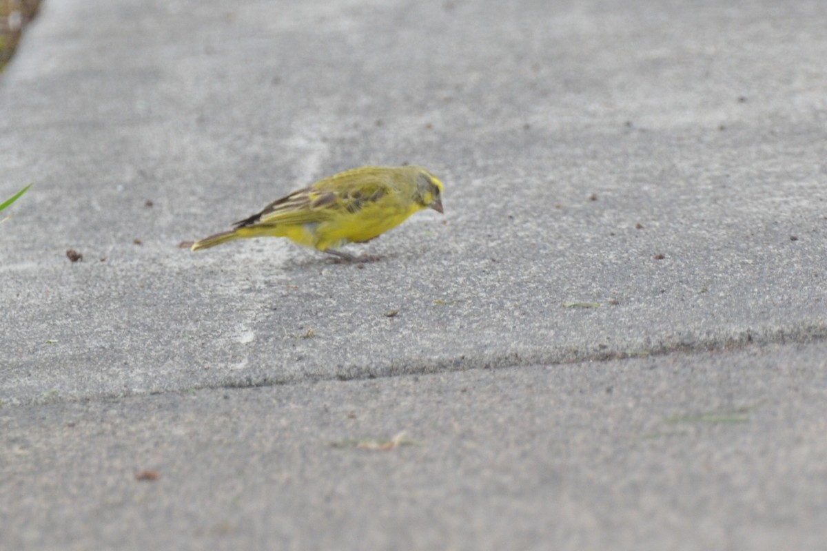 Yellow-fronted Canary - ML176347911