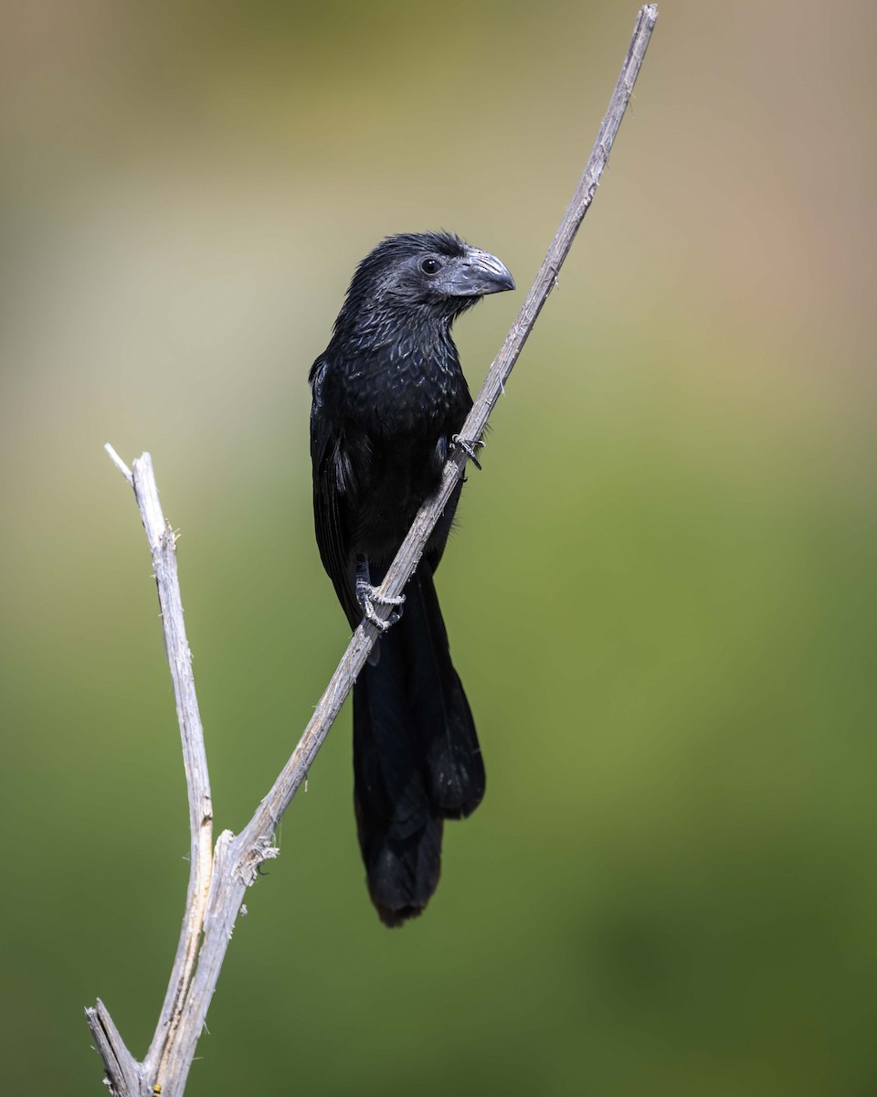 Groove-billed Ani - Cameron Carver
