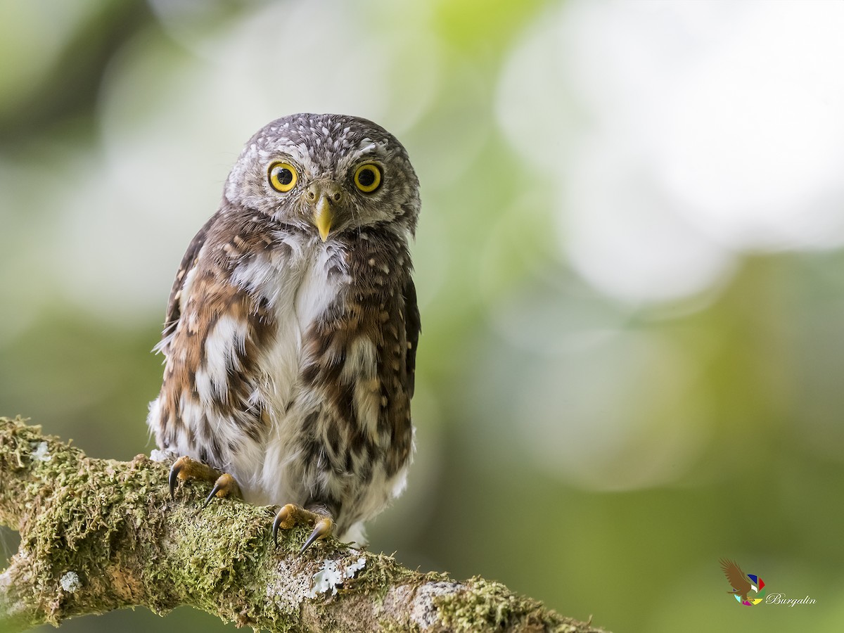 Costa Rican Pygmy-Owl - ML176354021