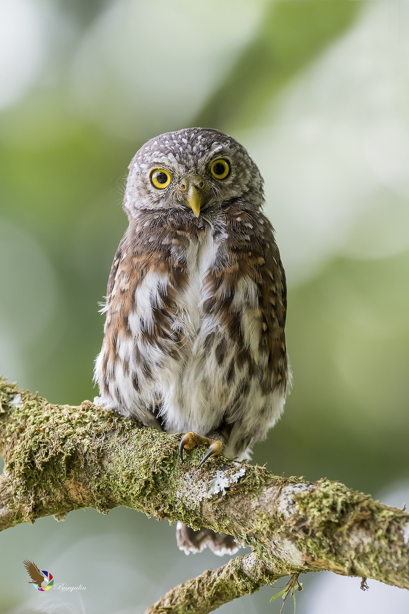 Costa Rican Pygmy-Owl - ML176354031
