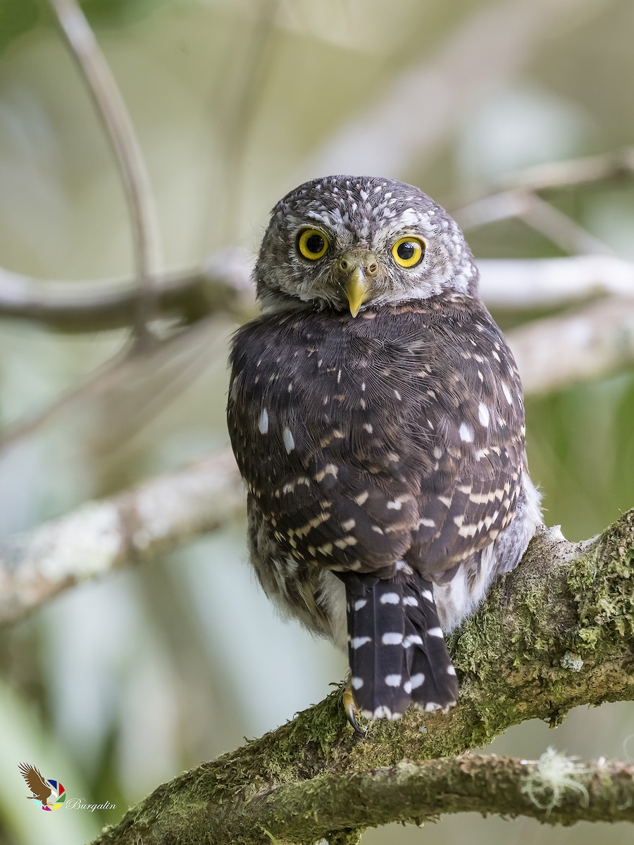 Costa Rican Pygmy-Owl - ML176354071