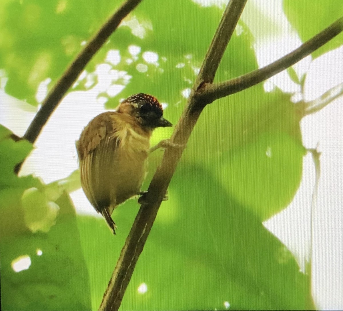 Olivaceous Piculet - ML176356321