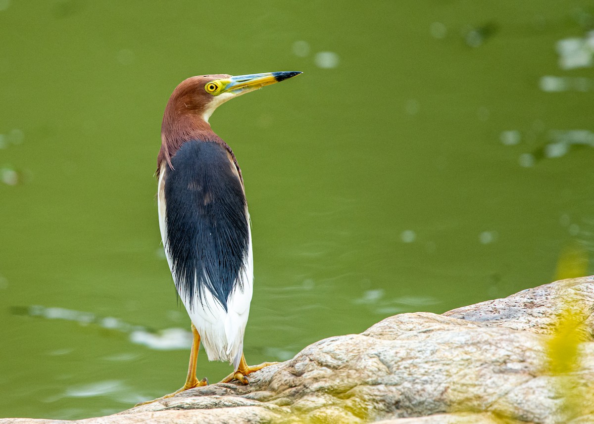 Chinese Pond-Heron - Jining Han