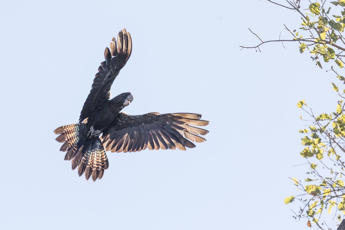 Red-tailed Black-Cockatoo - ML176358421