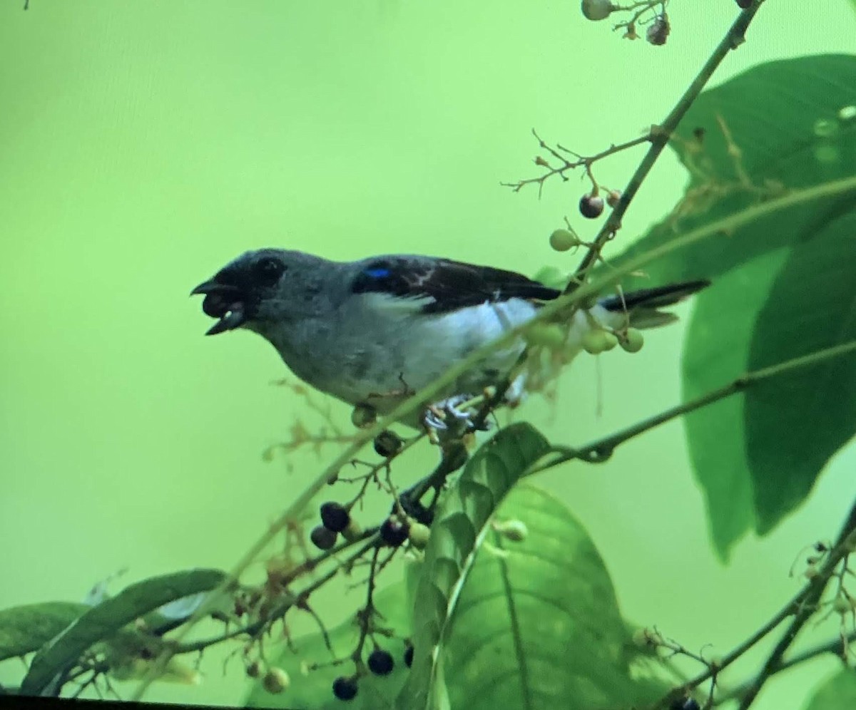 Plain-colored Tanager - ML176359111