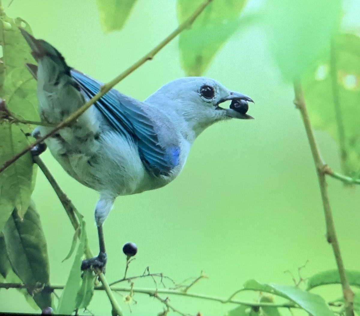 Blue-gray Tanager - ML176359151