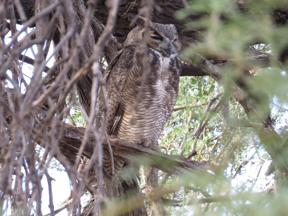 Great Horned Owl - ML176359311