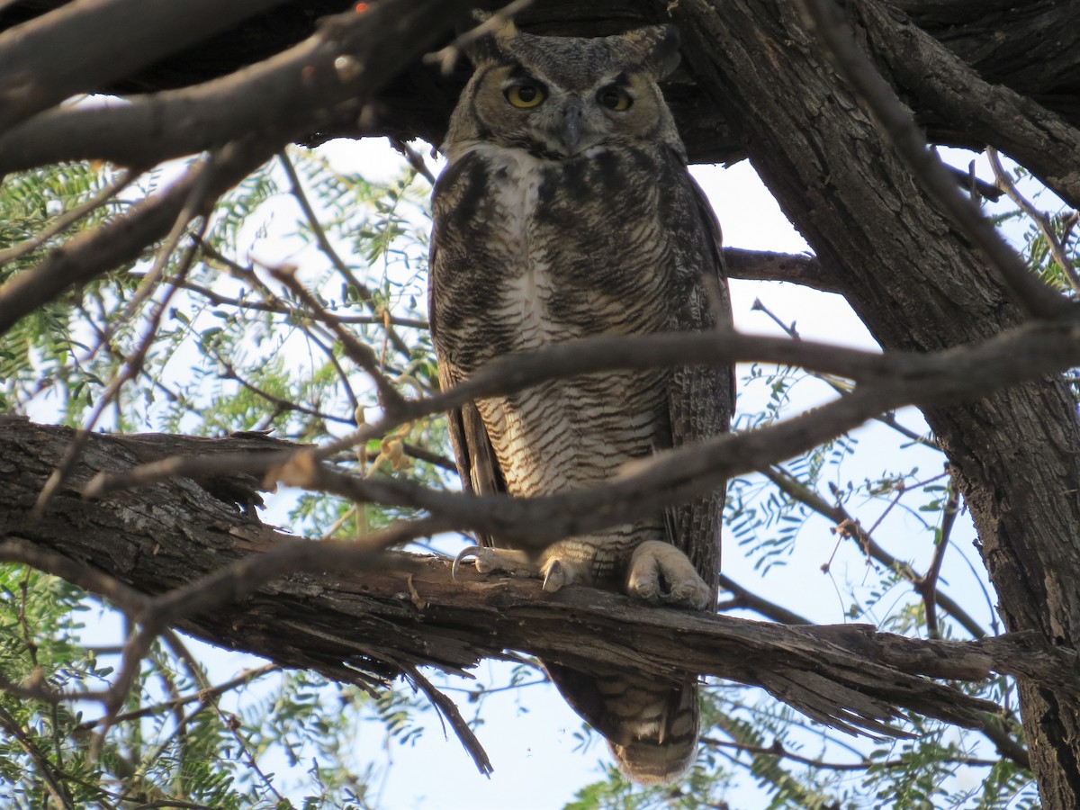 Great Horned Owl - ML176359321