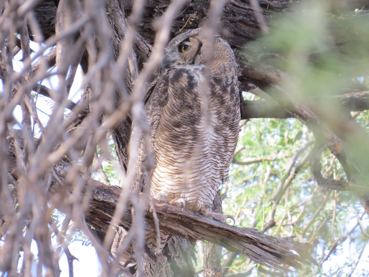 Great Horned Owl - ML176359351