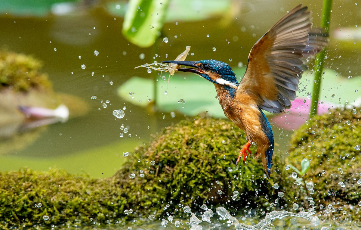 Common Kingfisher - Jining Han